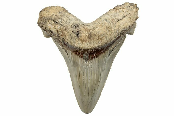 Huge, Serrated Angustidens Tooth - Megalodon Ancestor #295823